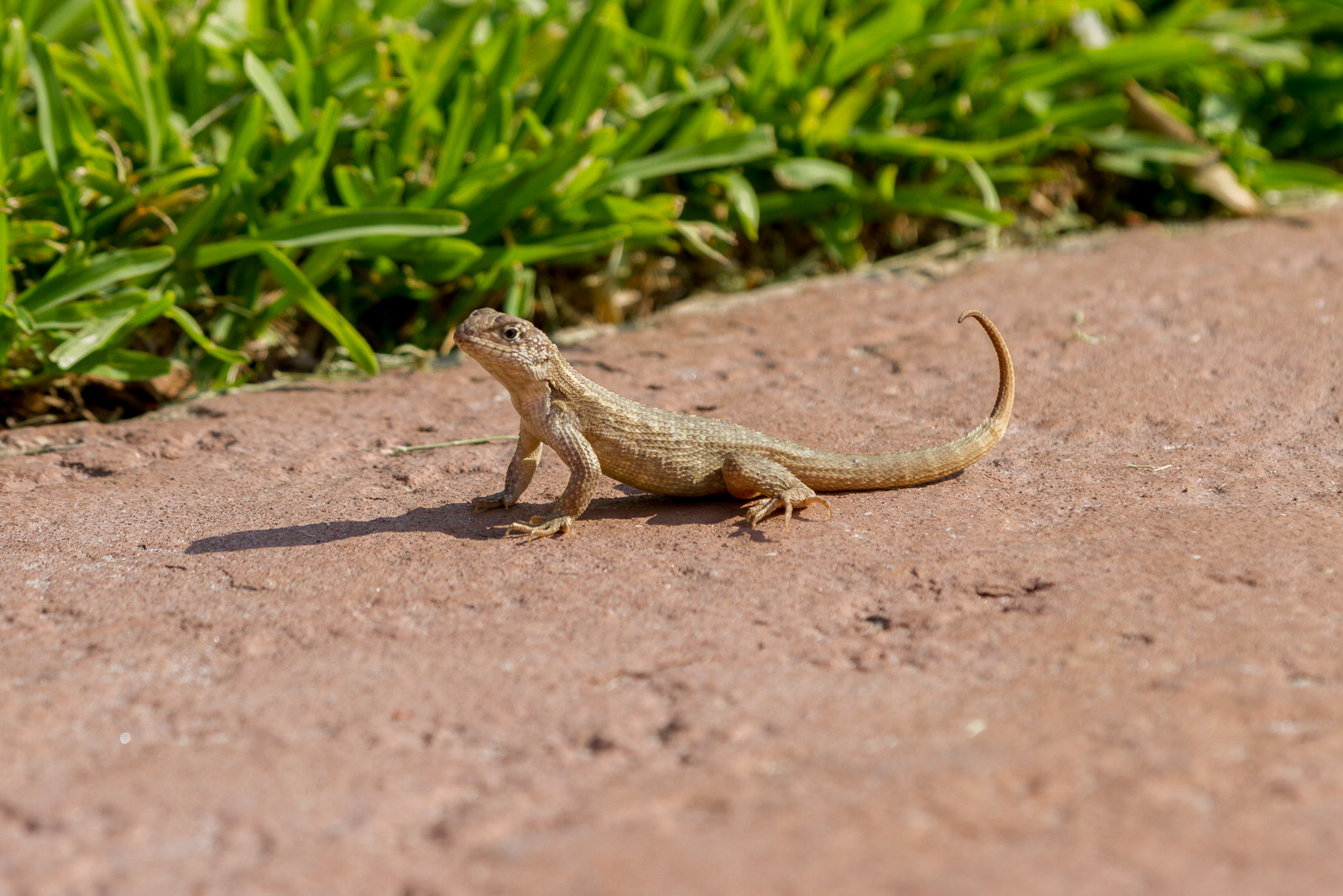 04 05 West Palm Beach 006 IMG 6111