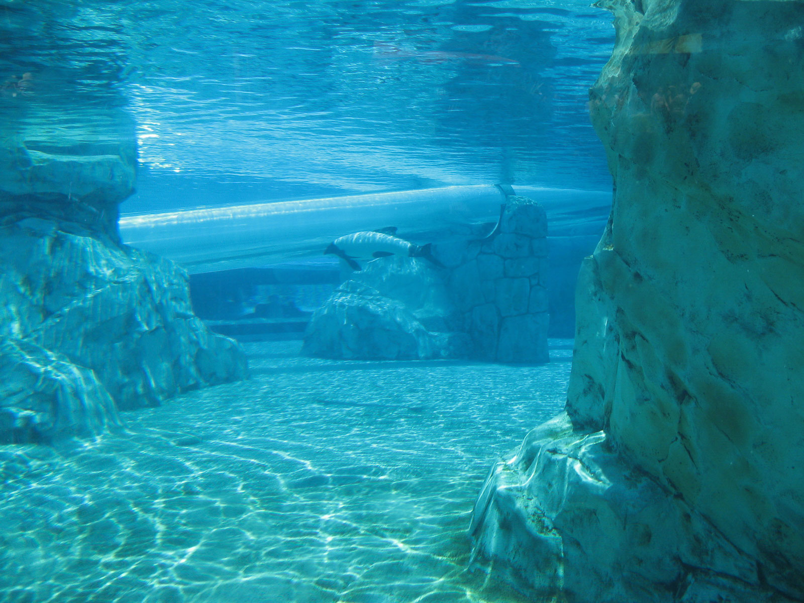 17 04d Orlando Aquatica 002 Leslie 362