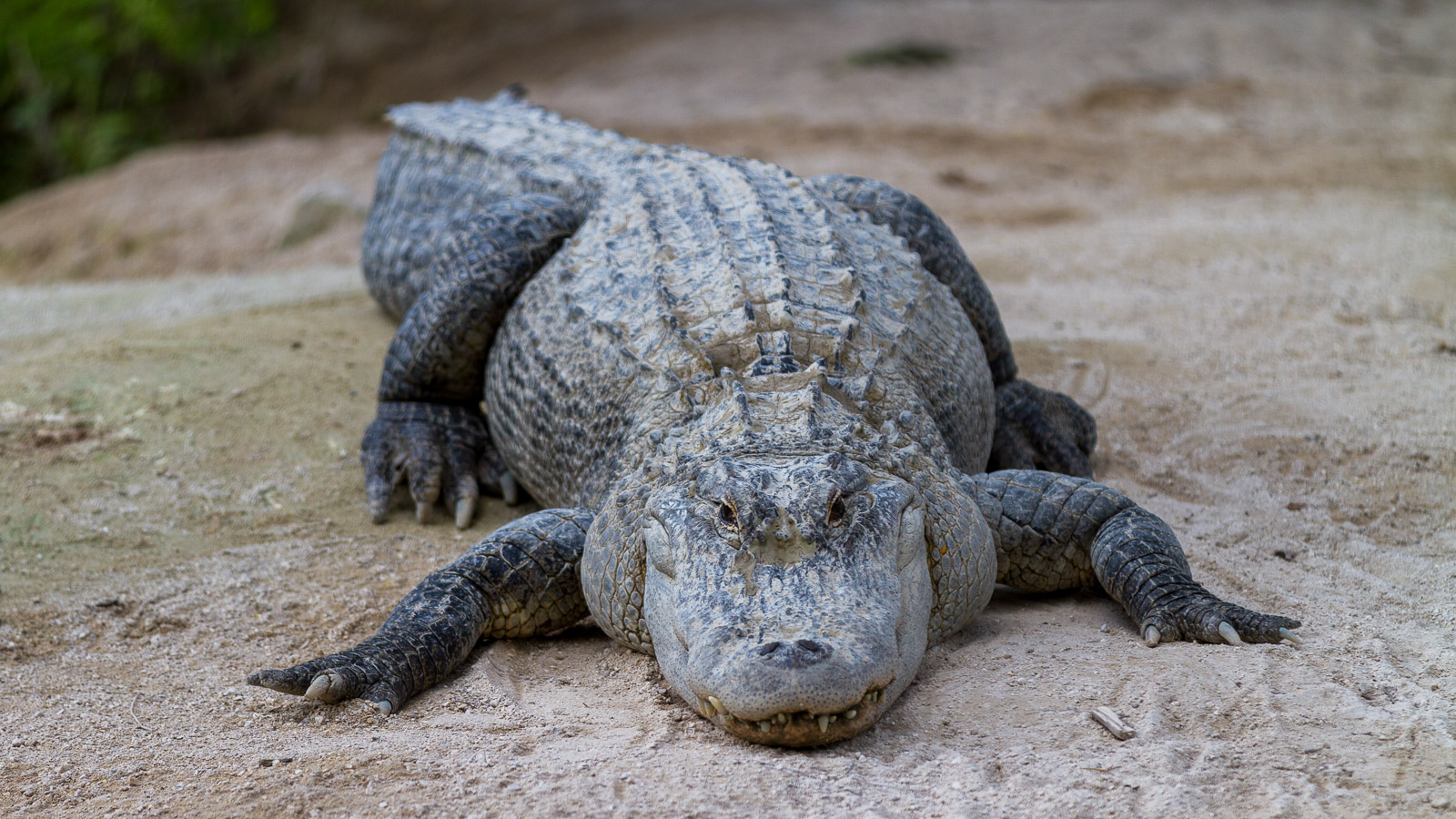 12 02 Homestead 053 IMG 5818